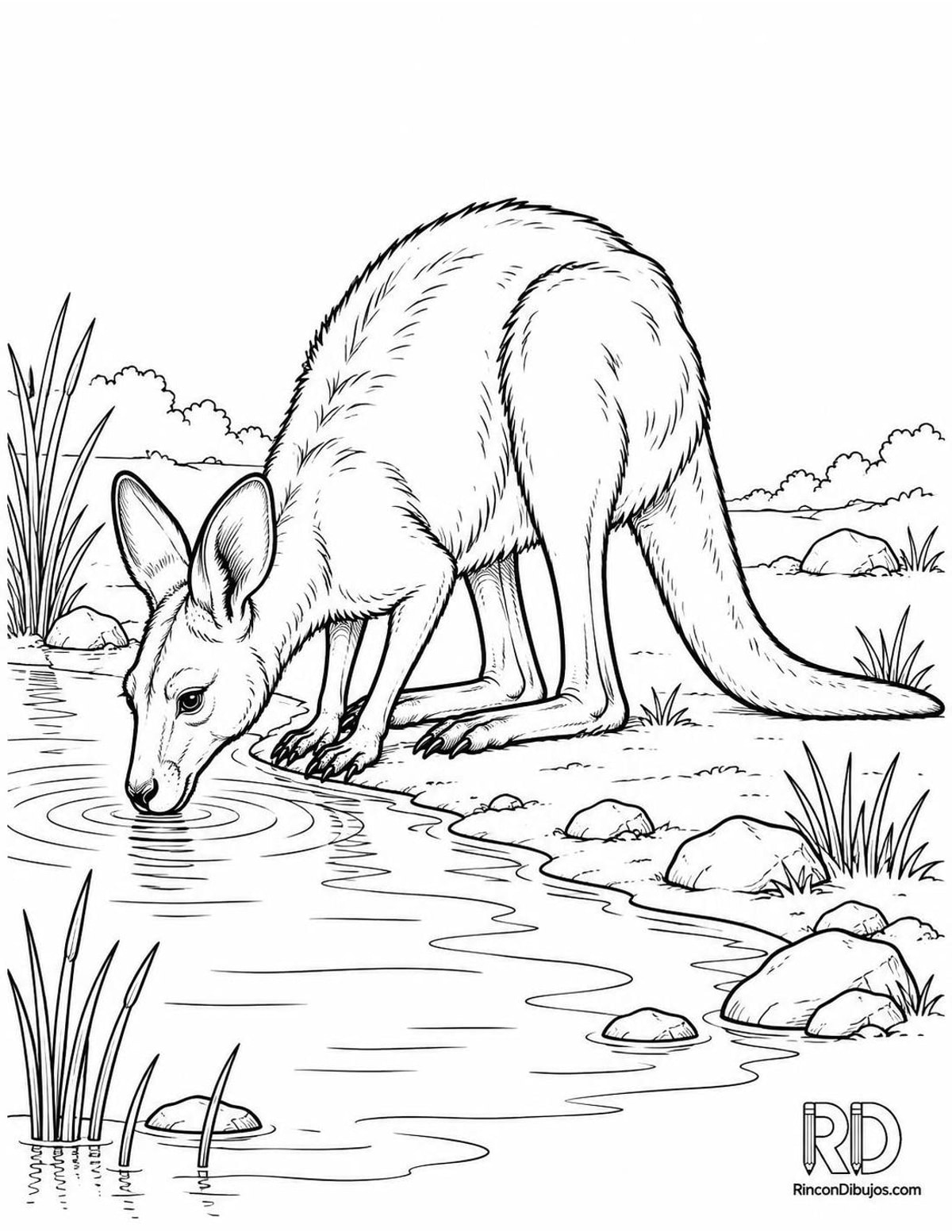 Dibujo de canguro bebiendo agua para colorear Dibujo de canguro bebiendo agua para colorear