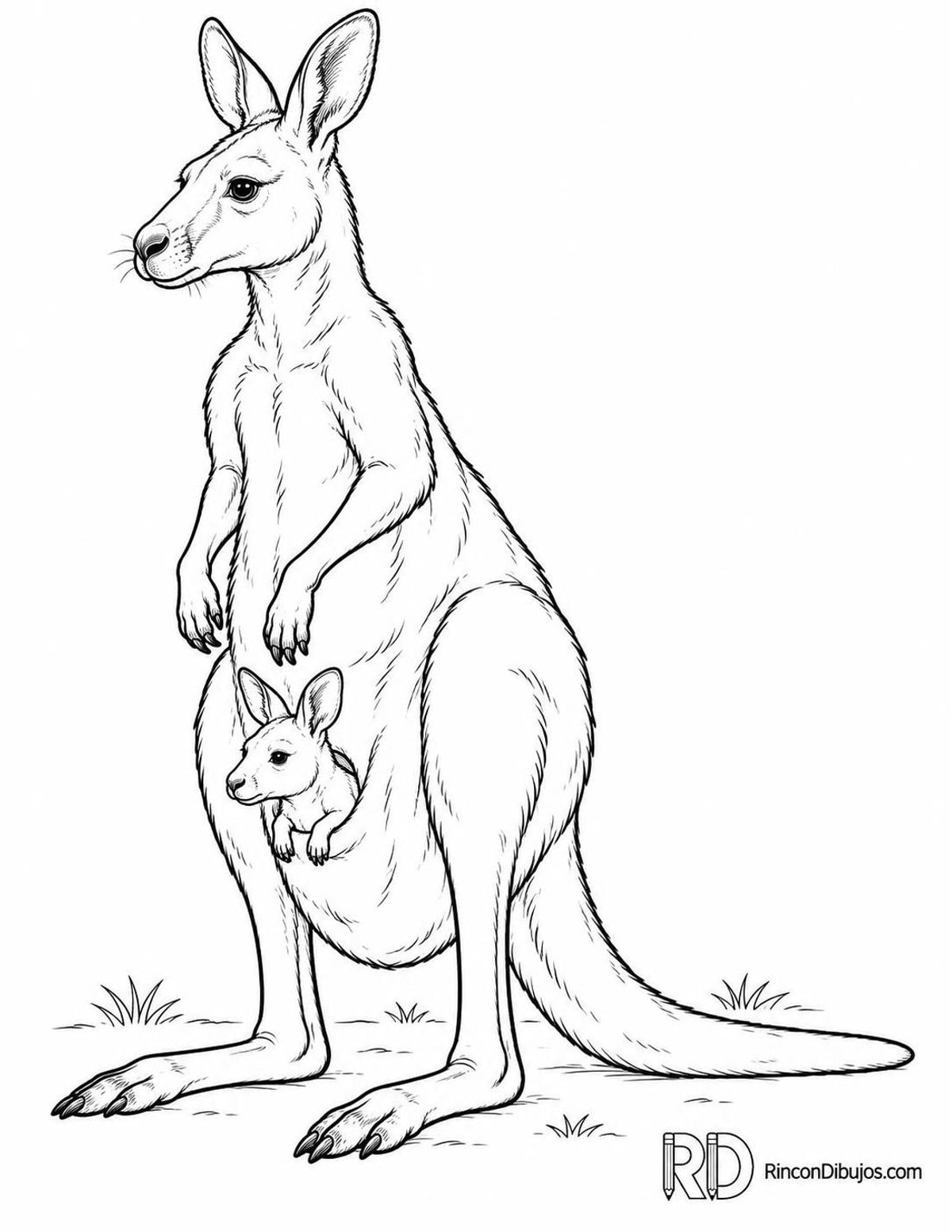 Dibujo de canguro con cría para colorear Dibujo de canguro con cría para colorear