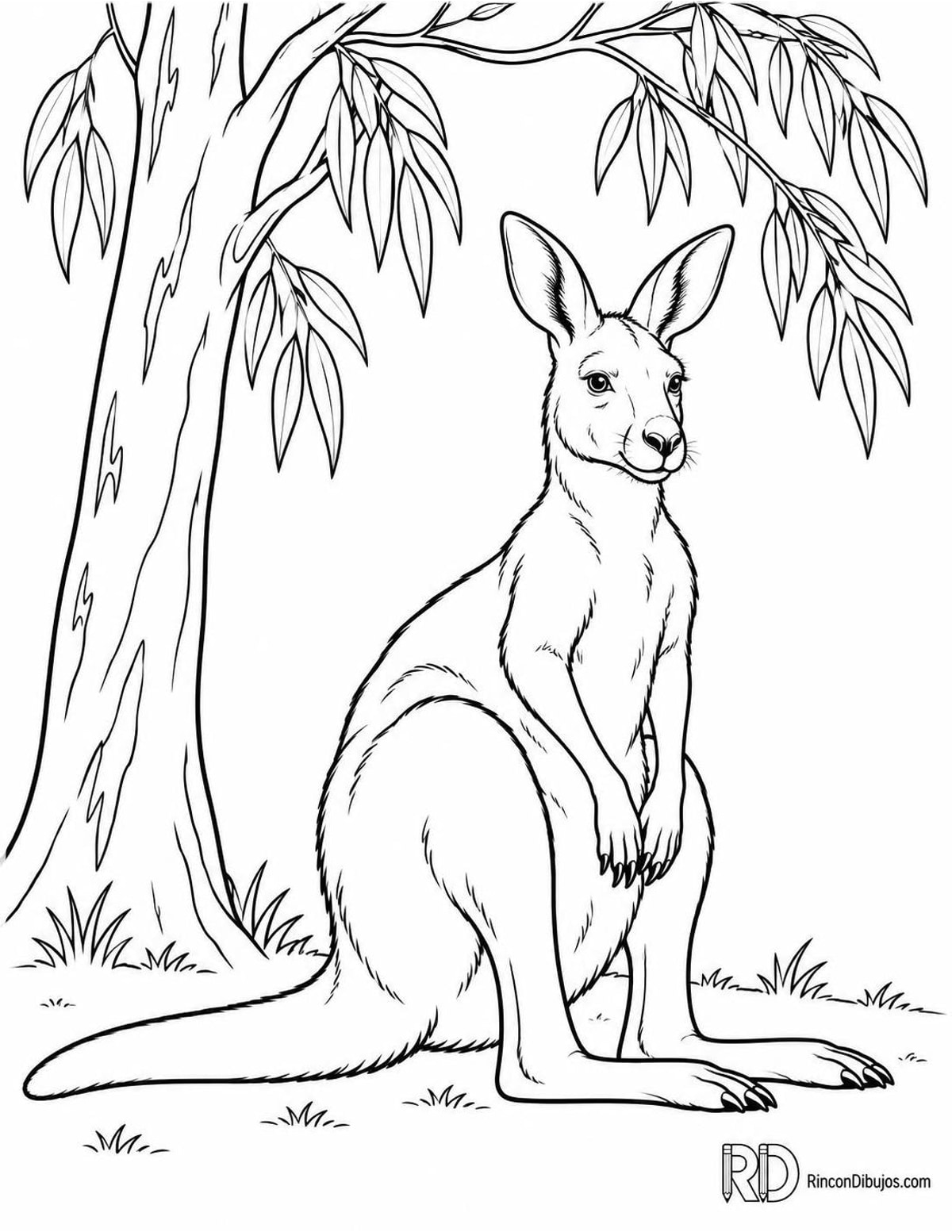Dibujo de canguro con eucalipto para colorear Dibujo de canguro con eucalipto para colorear