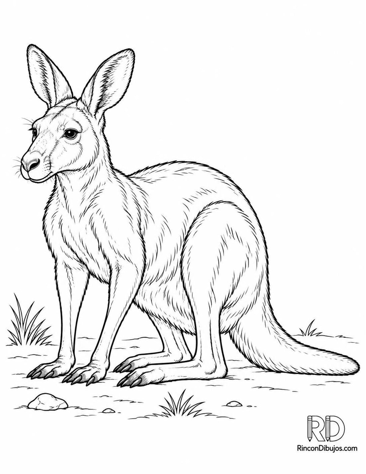 Dibujo de canguro gris occidental para colorear Dibujo de canguro gris occidental para colorear