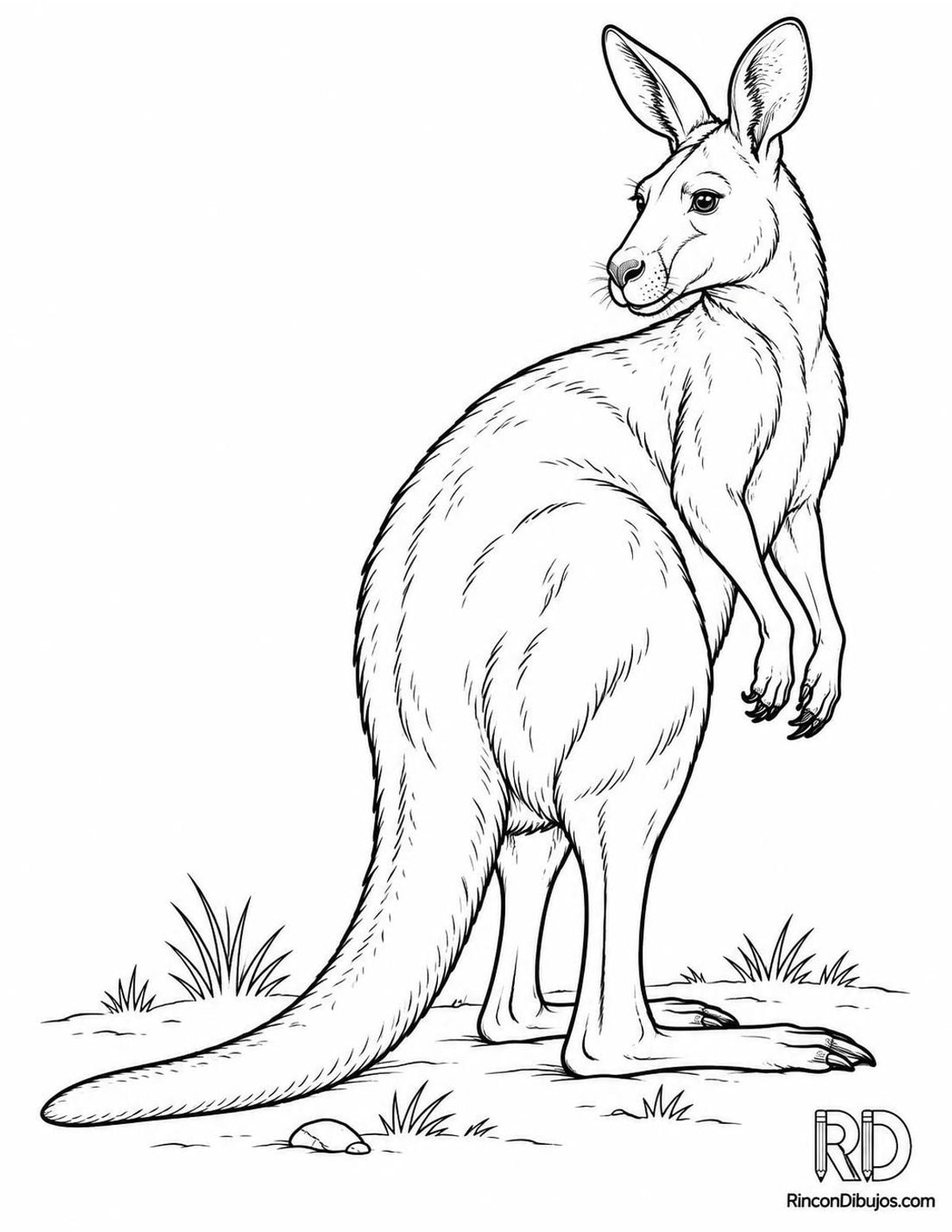 Dibujo de canguro para colorear Dibujo de canguro para colorear