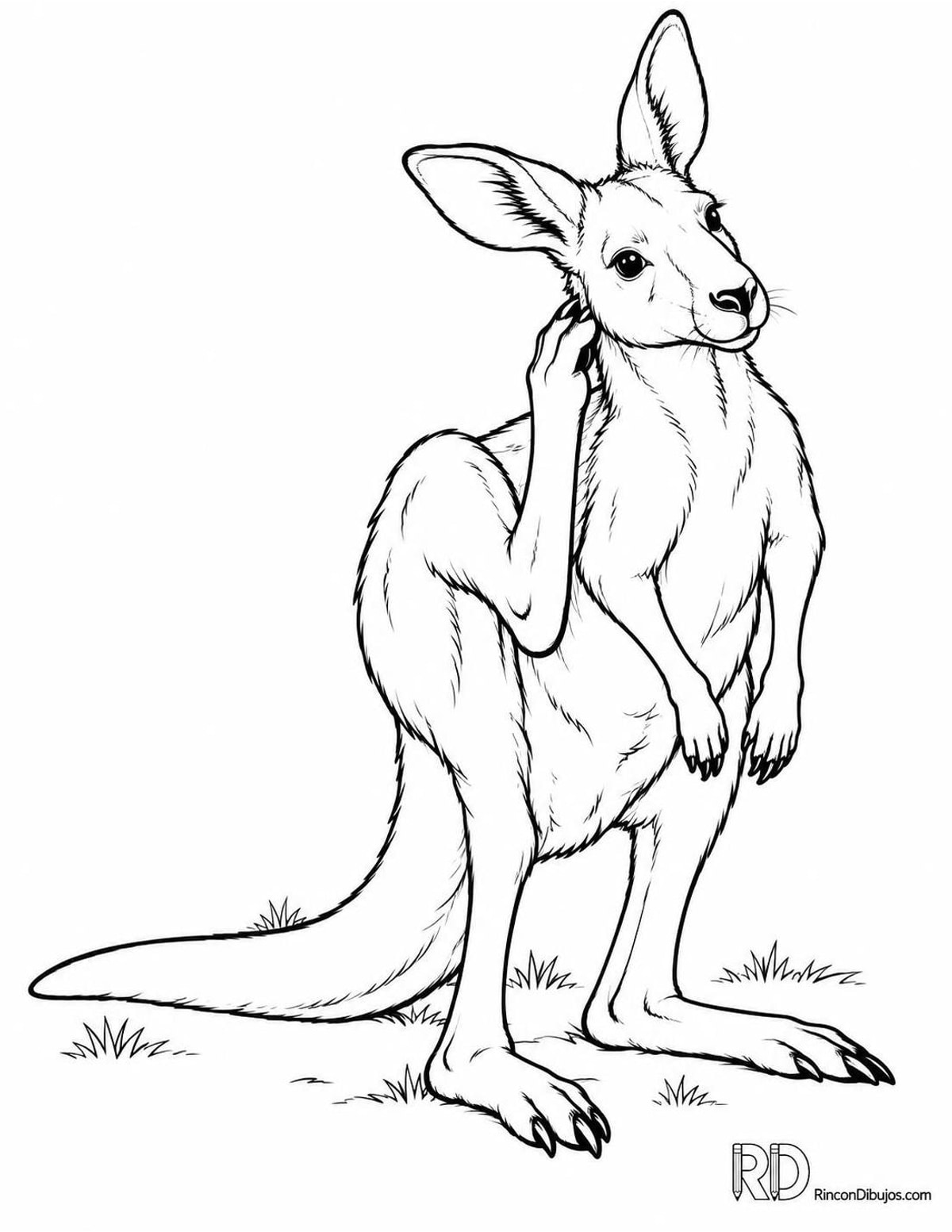 Dibujo de canguro rascándose para colorear Dibujo de canguro rascándose para colorear