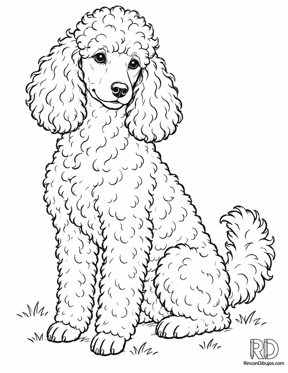 Dibujo de caniche rizado para colorear Dibujo de caniche rizado para colorear