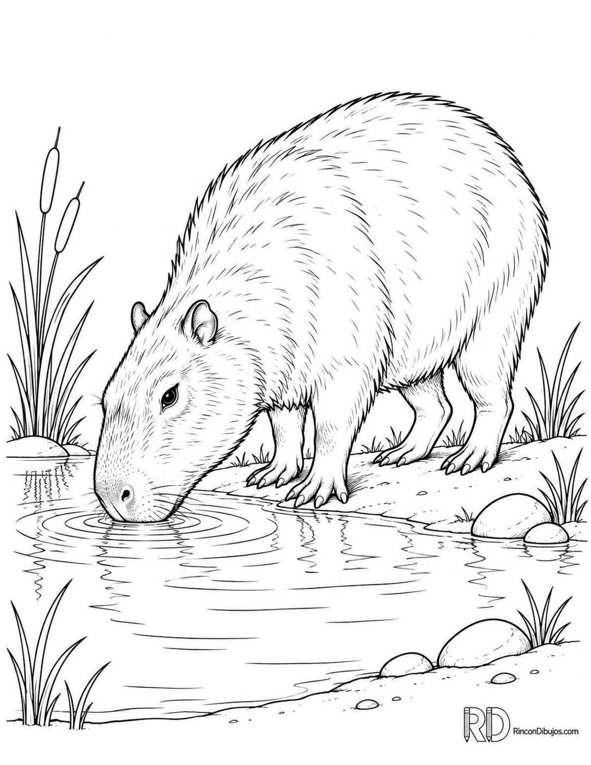 Dibujo de capibara bebiendo para colorear Dibujo de capibara bebiendo para colorear