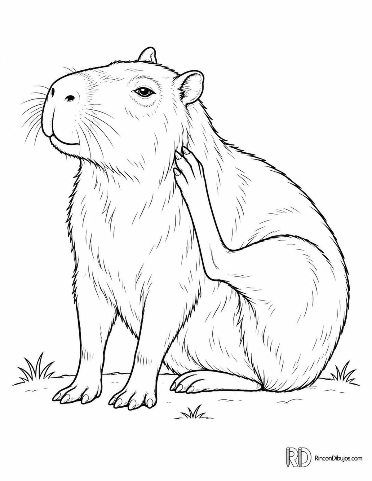 Dibujo de capibara rascándose para colorear Dibujo de capibara rascándose para colorear