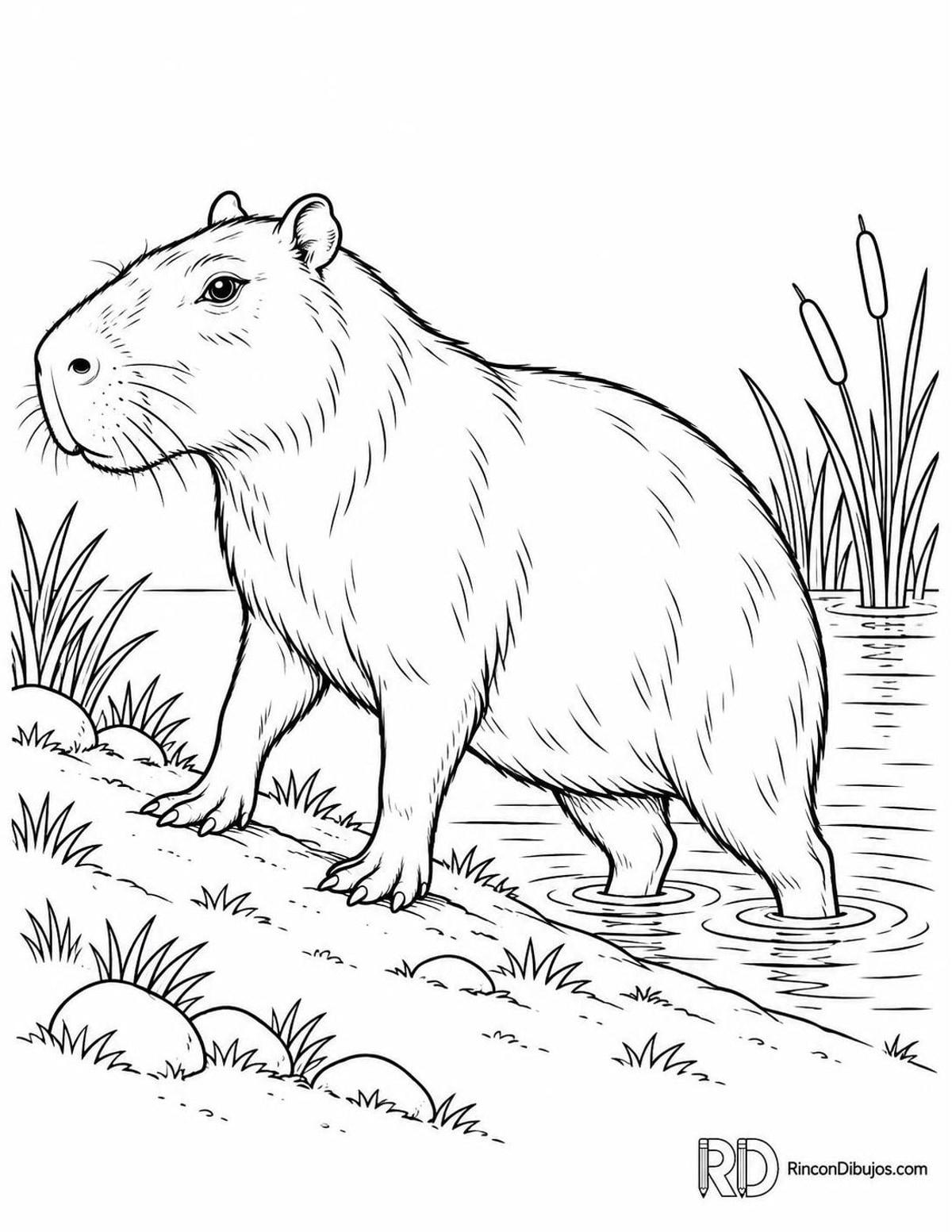 Dibujo de capibara saliendo del agua para colorear Dibujo de capibara saliendo del agua para colorear