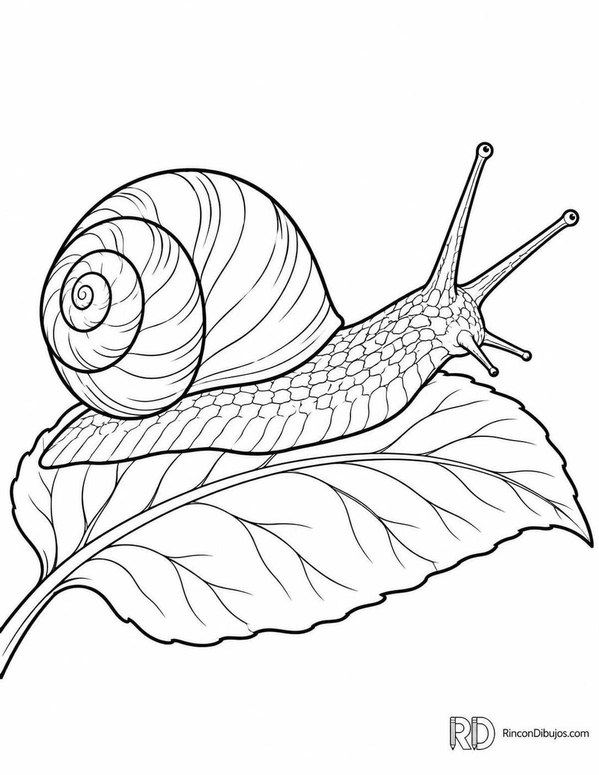 Dibujo de caracol de jardín para colorear