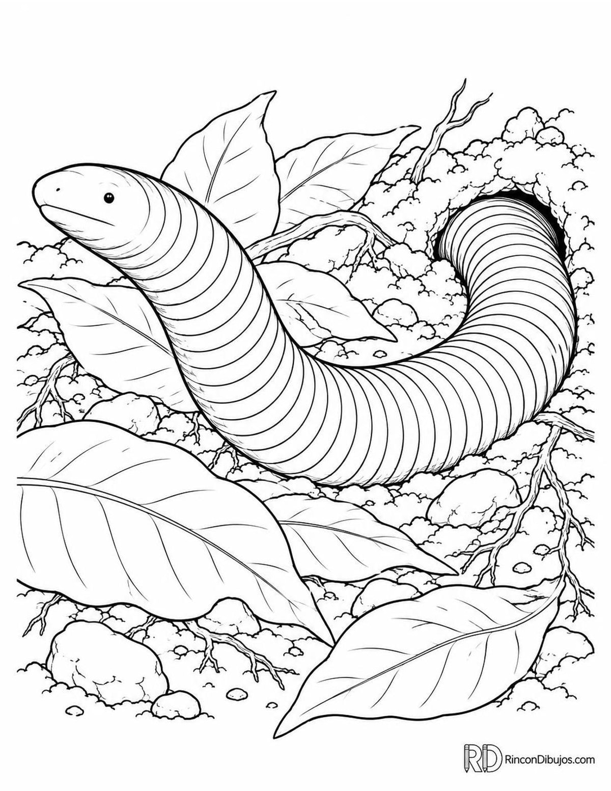 Dibujo de cecilia anillada para colorear Dibujo de cecilia anillada para colorear