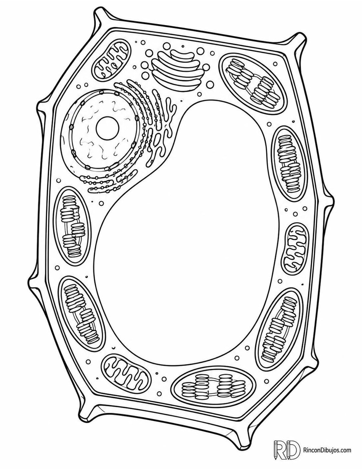Dibujo de célula vegetal para colorear