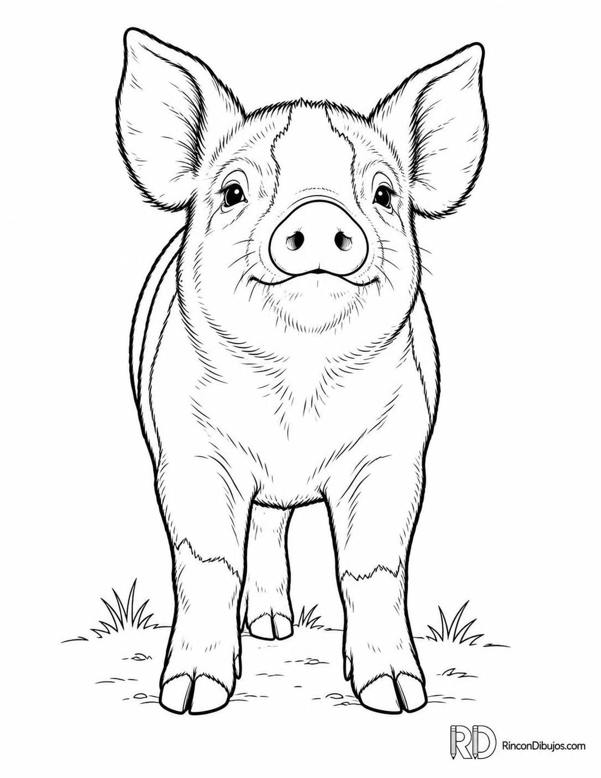 Dibujo de cerdito Berkshire para colorear Dibujo de cerdito Berkshire para colorear