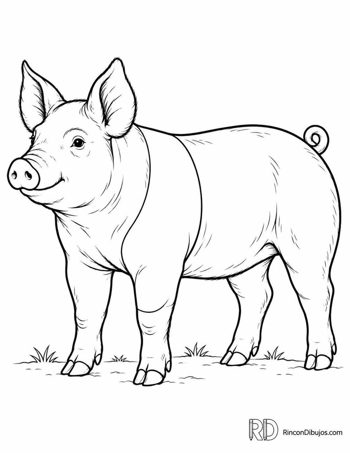 Dibujo de cerdito Hampshire para colorear Dibujo de cerdito Hampshire para colorear