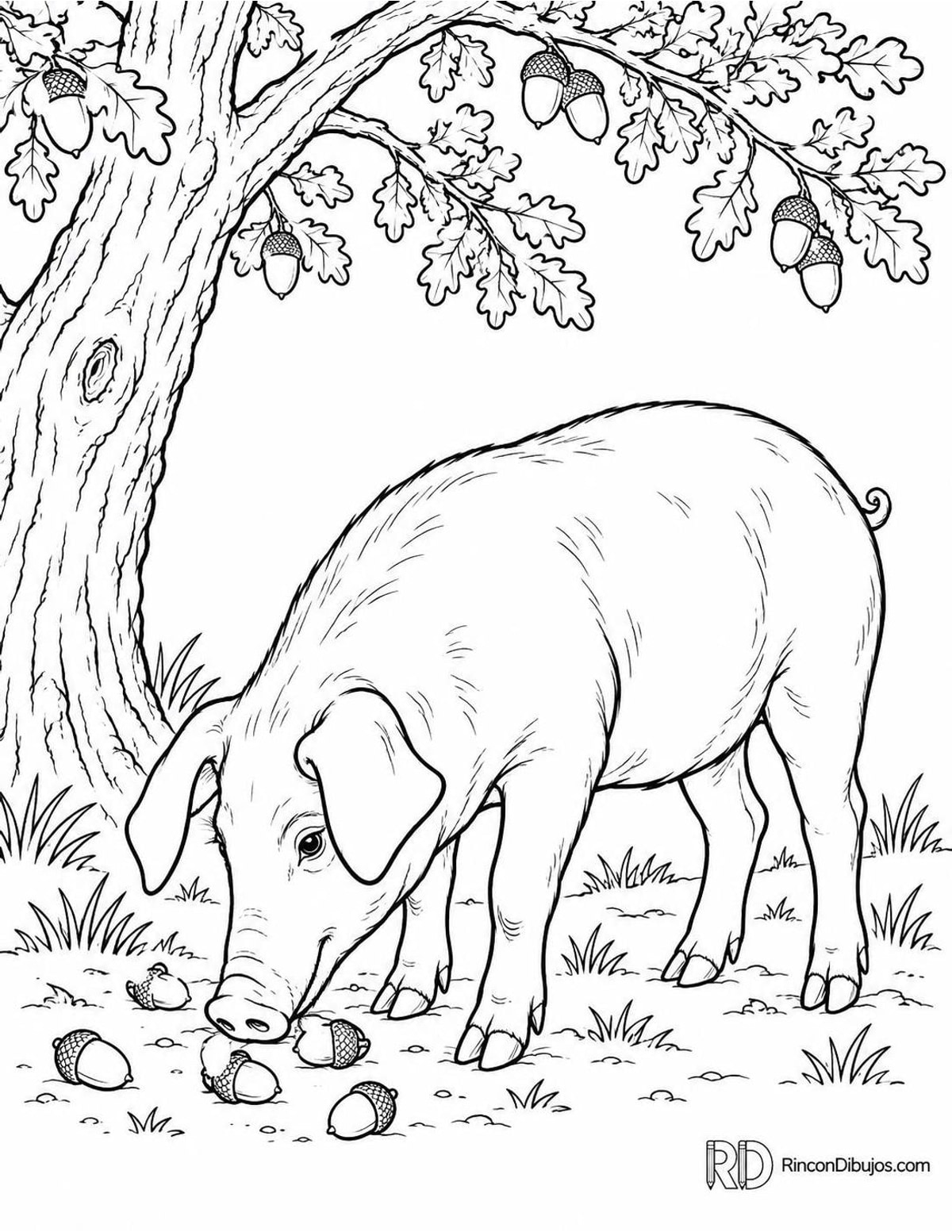 Dibujo de cerdito ibérico para colorear Dibujo de cerdito ibérico para colorear