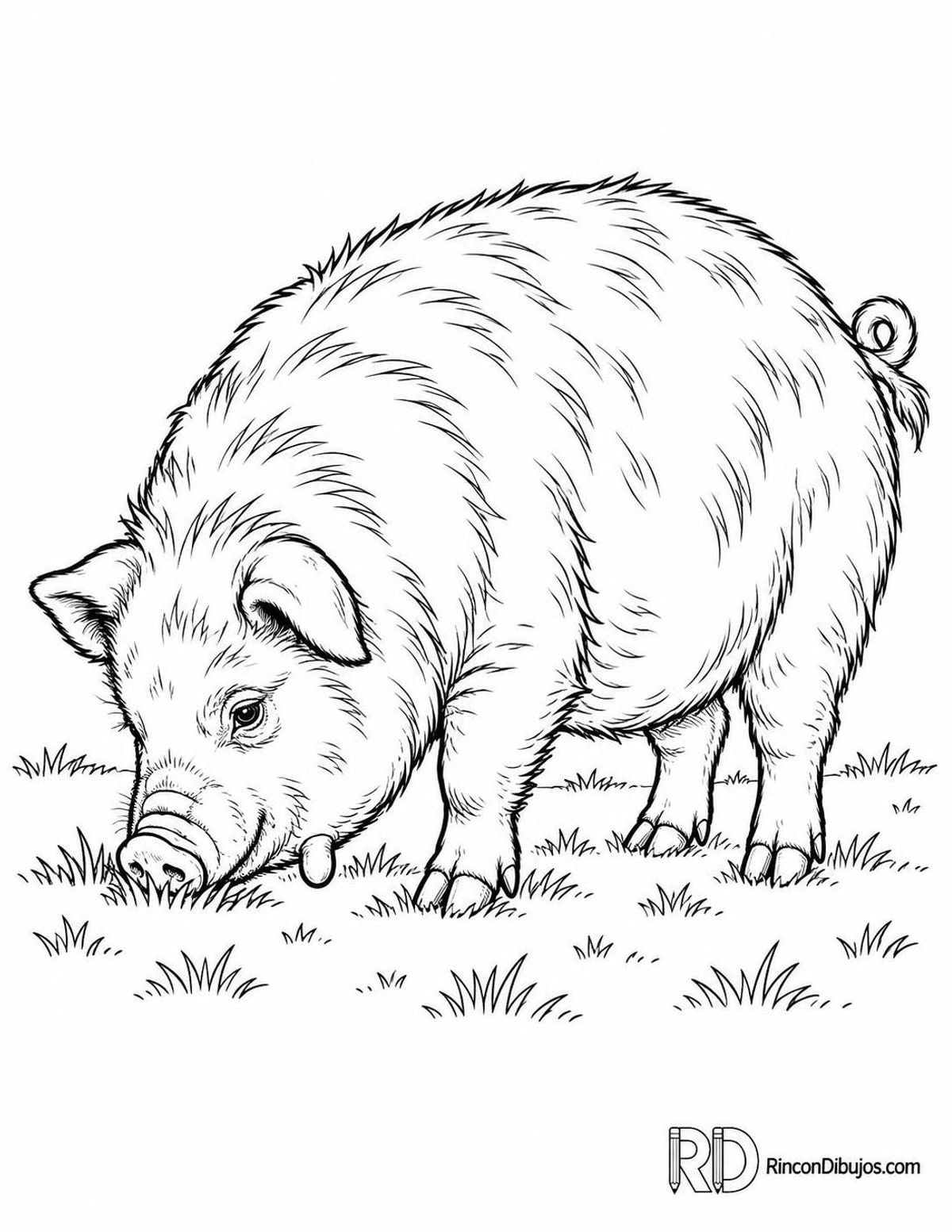 Dibujo de cerdito Kunekune para colorear Dibujo de cerdito Kunekune para colorear