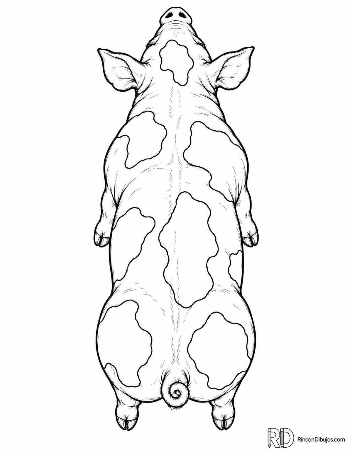 Dibujo de cerdito Pietrain para colorear Dibujo de cerdito Pietrain para colorear