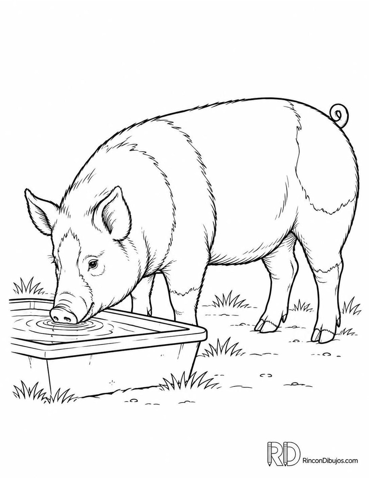 Dibujo de cerdo berkshire para colorear Dibujo de cerdo berkshire para colorear
