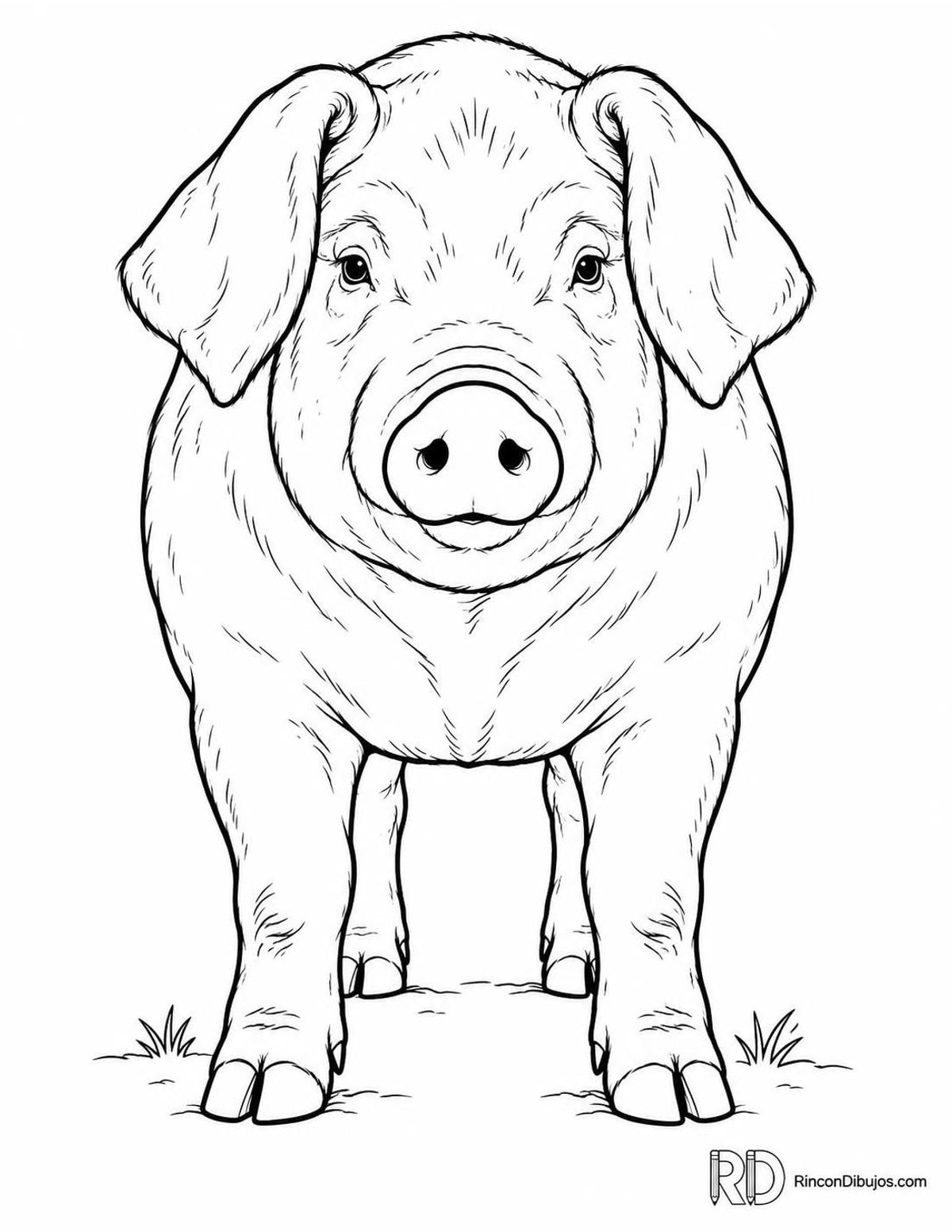 Dibujo de cerdo duroc para colorear Dibujo de cerdo duroc para colorear