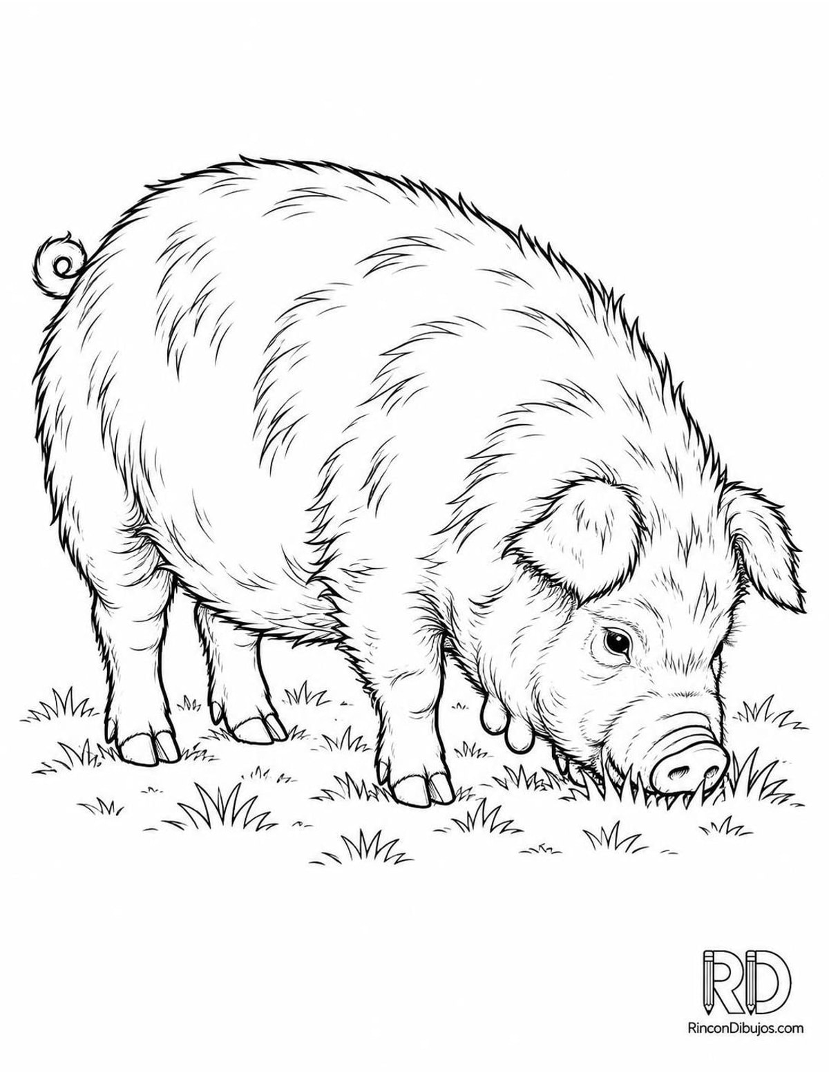 Dibujo de cerdo kunekune para colorear Dibujo de cerdo kunekune para colorear