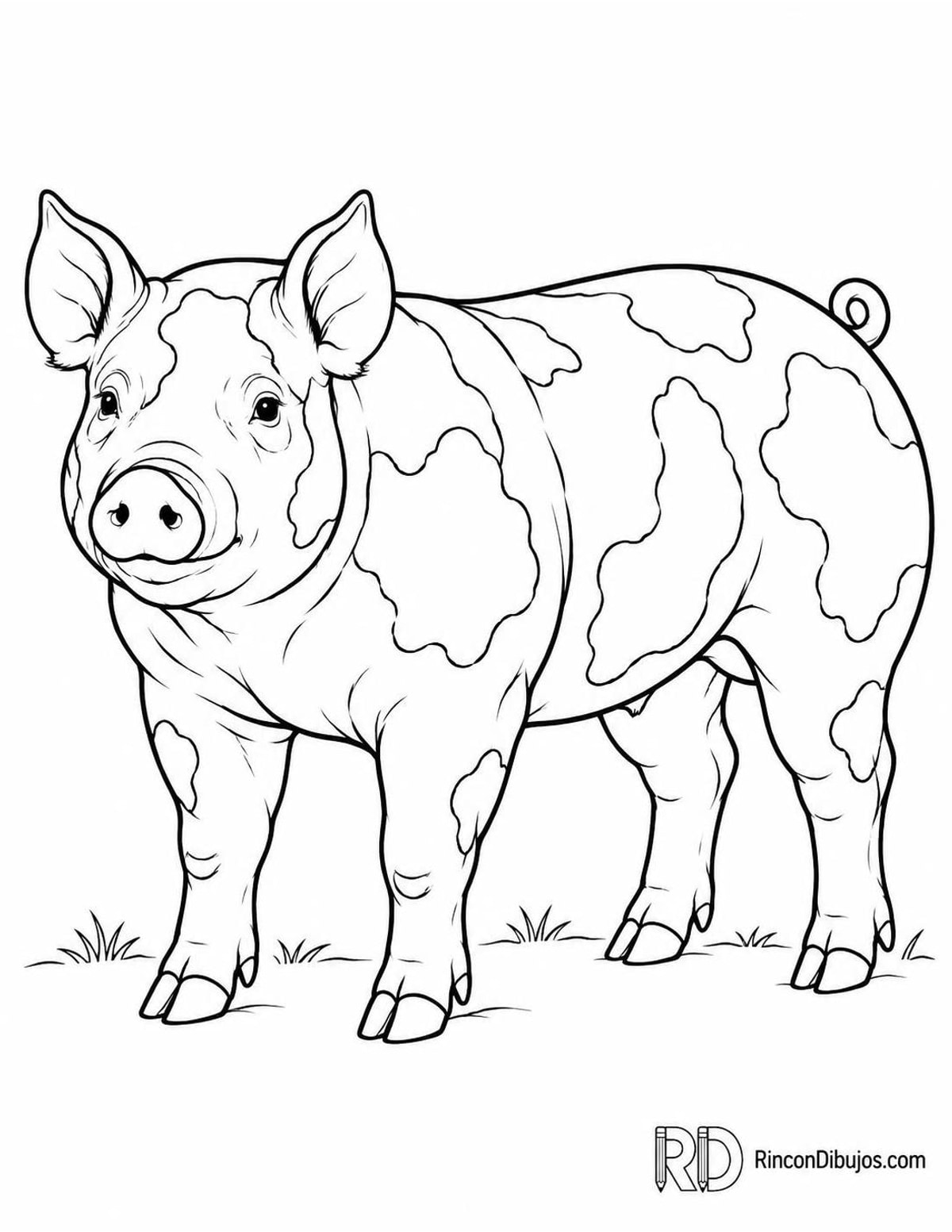 Dibujo de cerdo pietrain para colorear Dibujo de cerdo pietrain para colorear