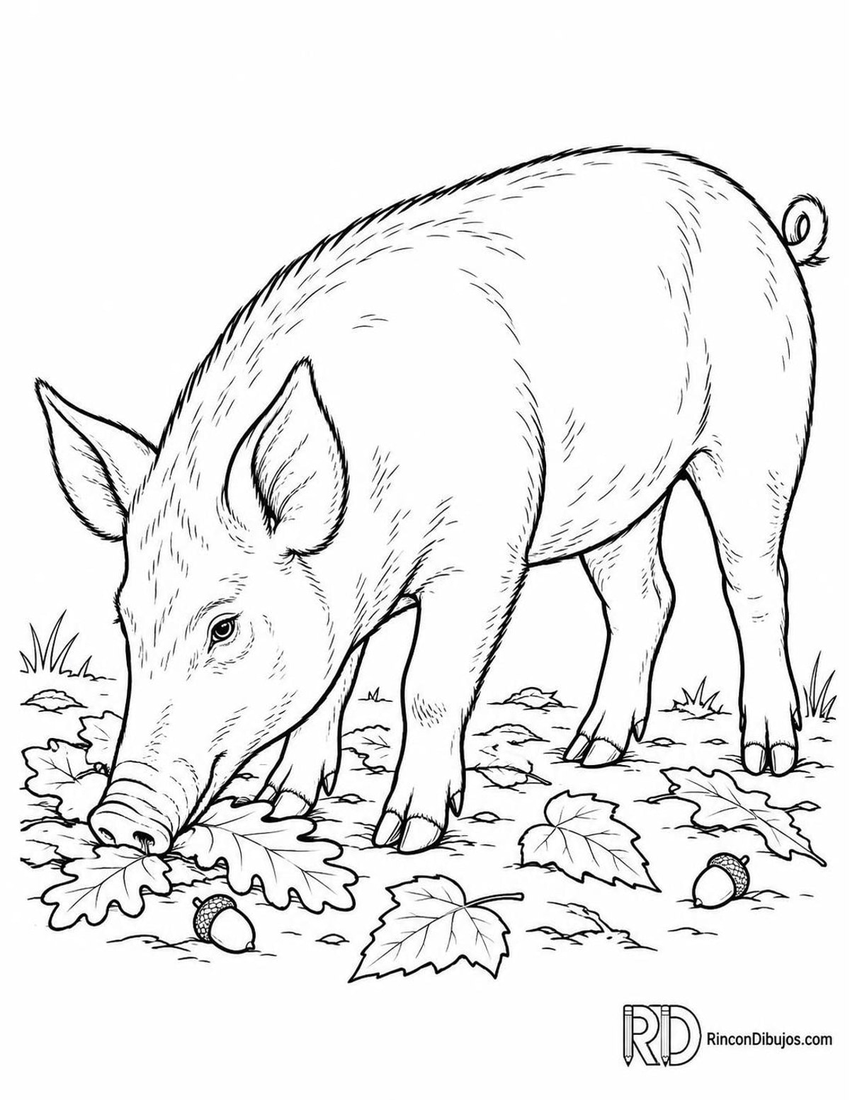 Dibujo de cerdo tamworth para colorear Dibujo de cerdo tamworth para colorear