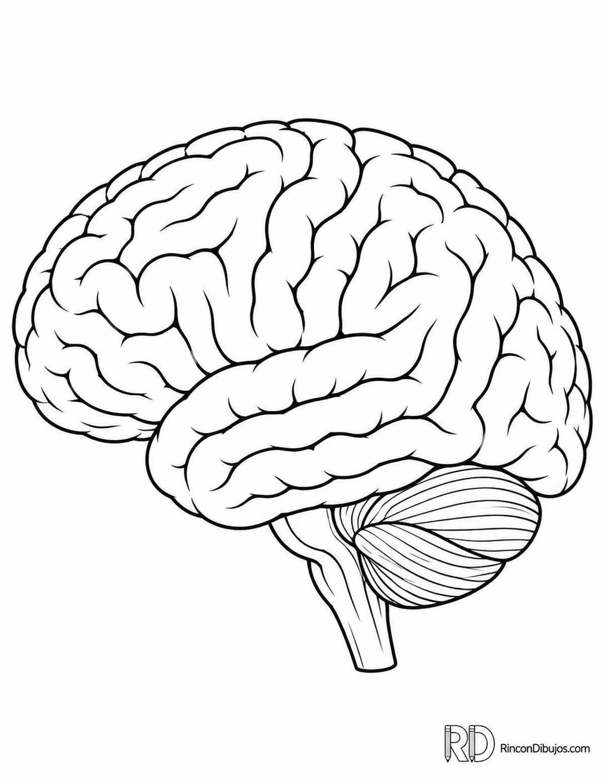 Dibujo de cerebro humano para colorear