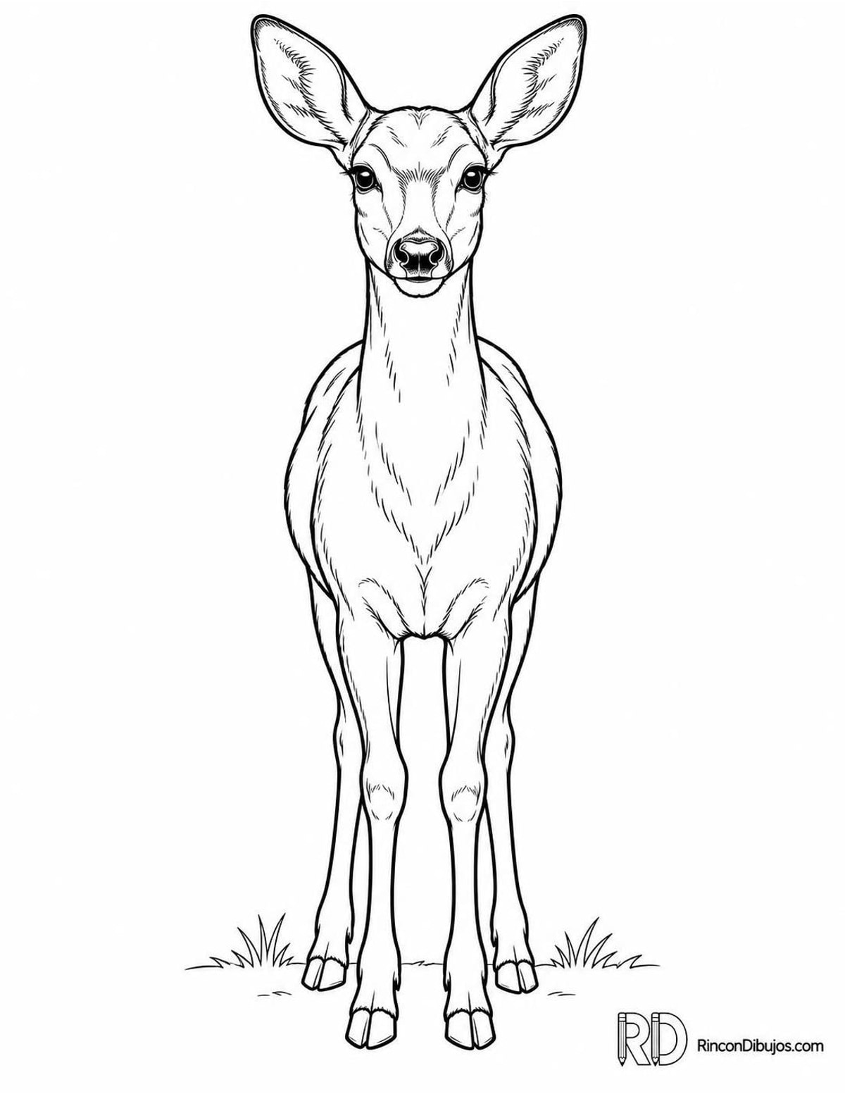 Dibujo de cierva para colorear Dibujo de cierva para colorear