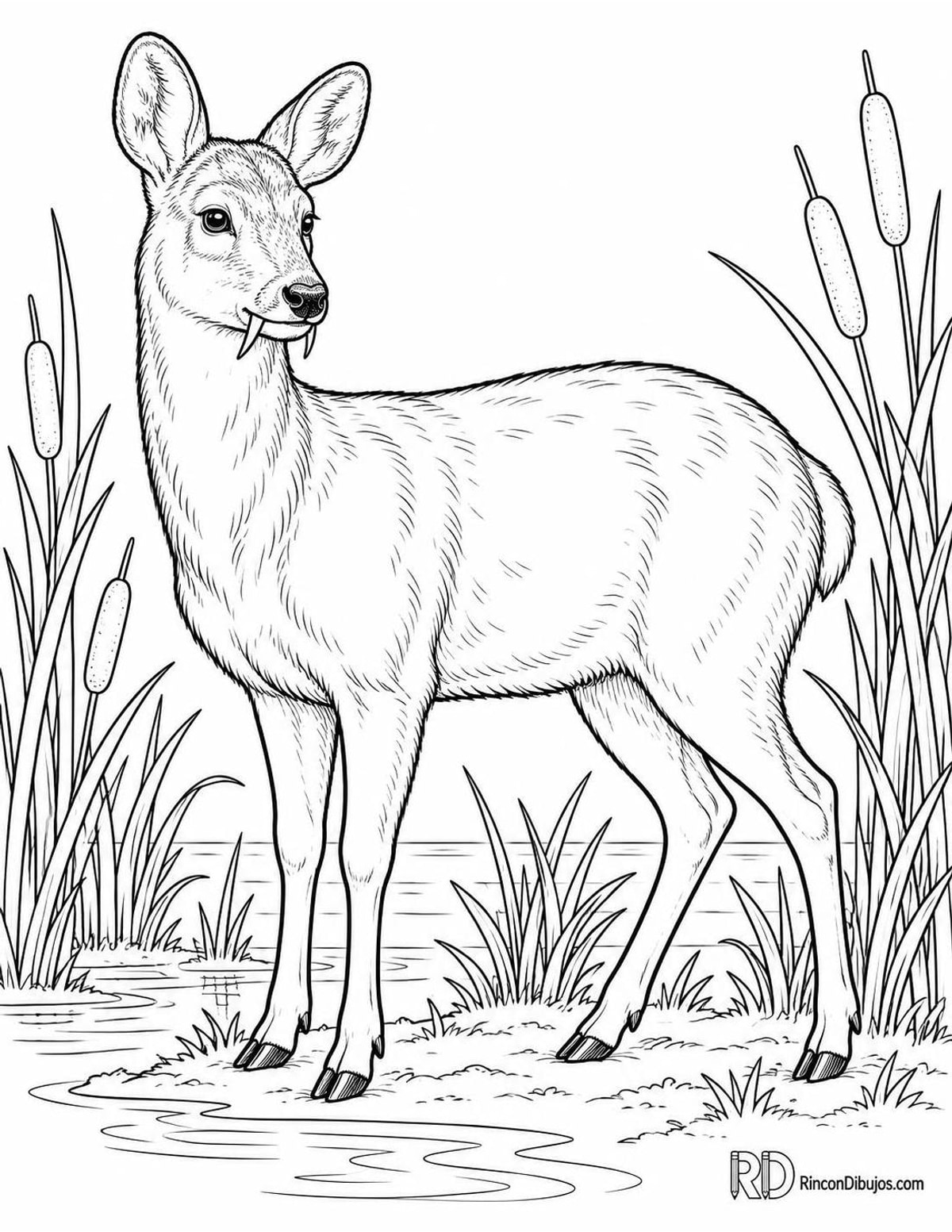 Dibujo de ciervo acuático chino para colorear Dibujo de ciervo acuático chino para colorear
