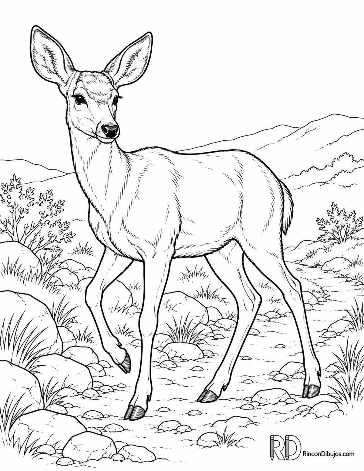 Dibujo de ciervo mulo para colorear Dibujo de ciervo mulo para colorear