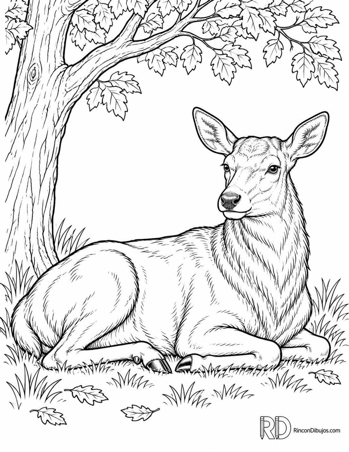 Dibujo de ciervo rojo para colorear Dibujo de ciervo rojo para colorear