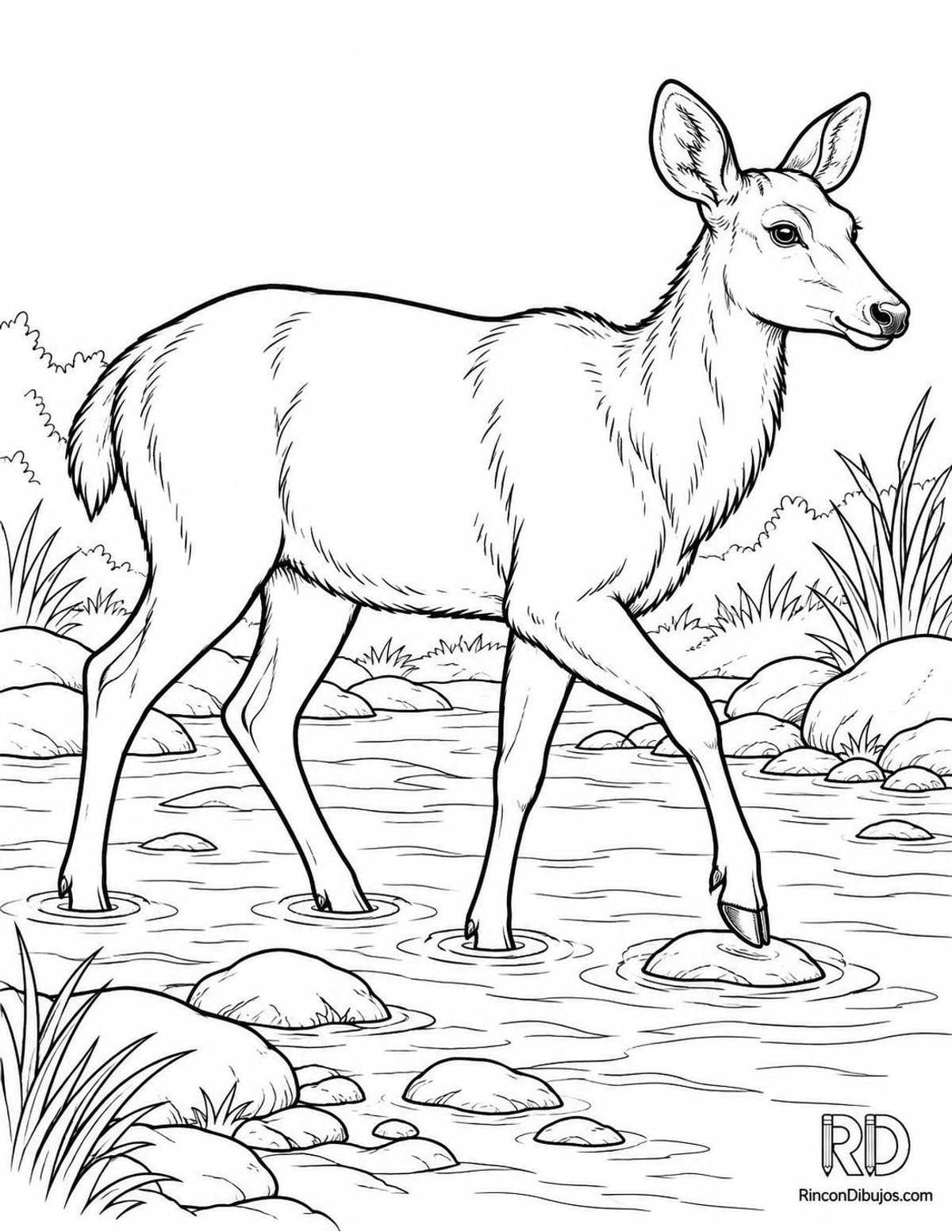 Dibujo de ciervo sambar para colorear Dibujo de ciervo sambar para colorear