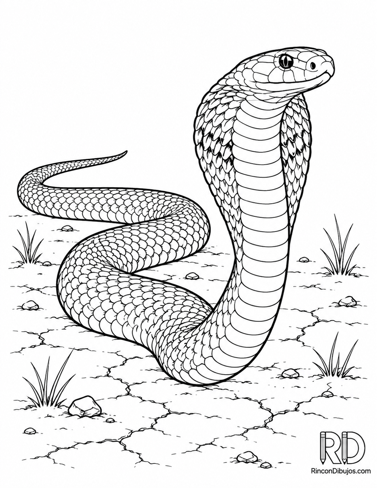 Dibujo de cobra escupidora para colorear Dibujo de cobra escupidora para colorear