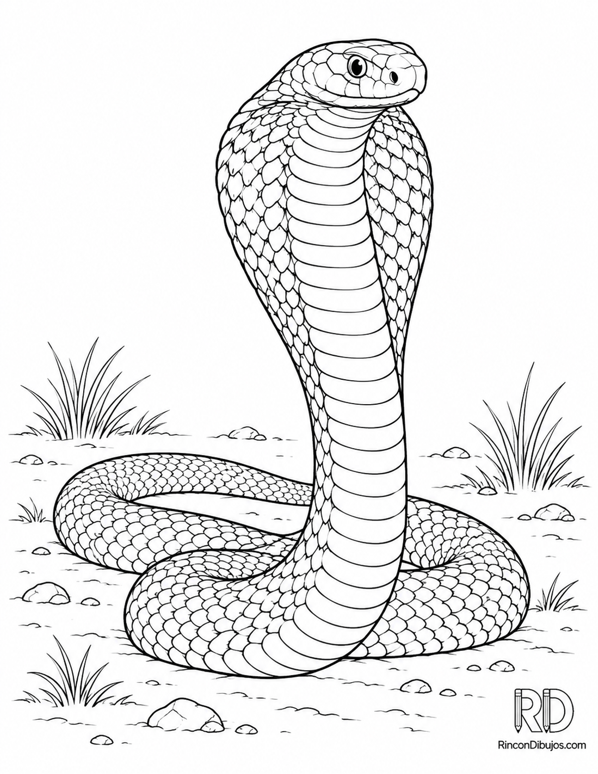 Dibujo de cobra escupidora roja para colorear Dibujo de cobra escupidora roja para colorear