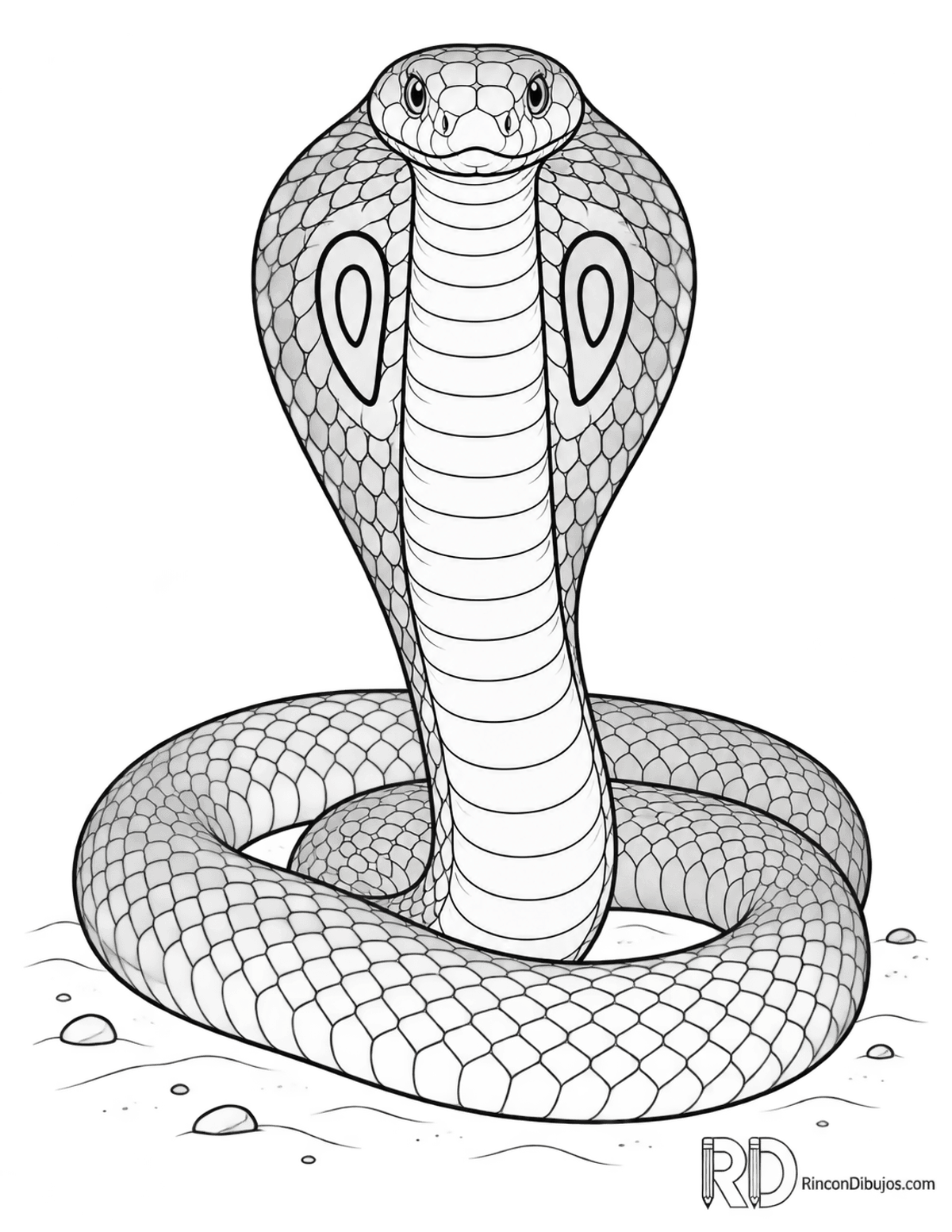 Dibujo de cobra india enrollada para colorear Dibujo de cobra india enrollada para colorear