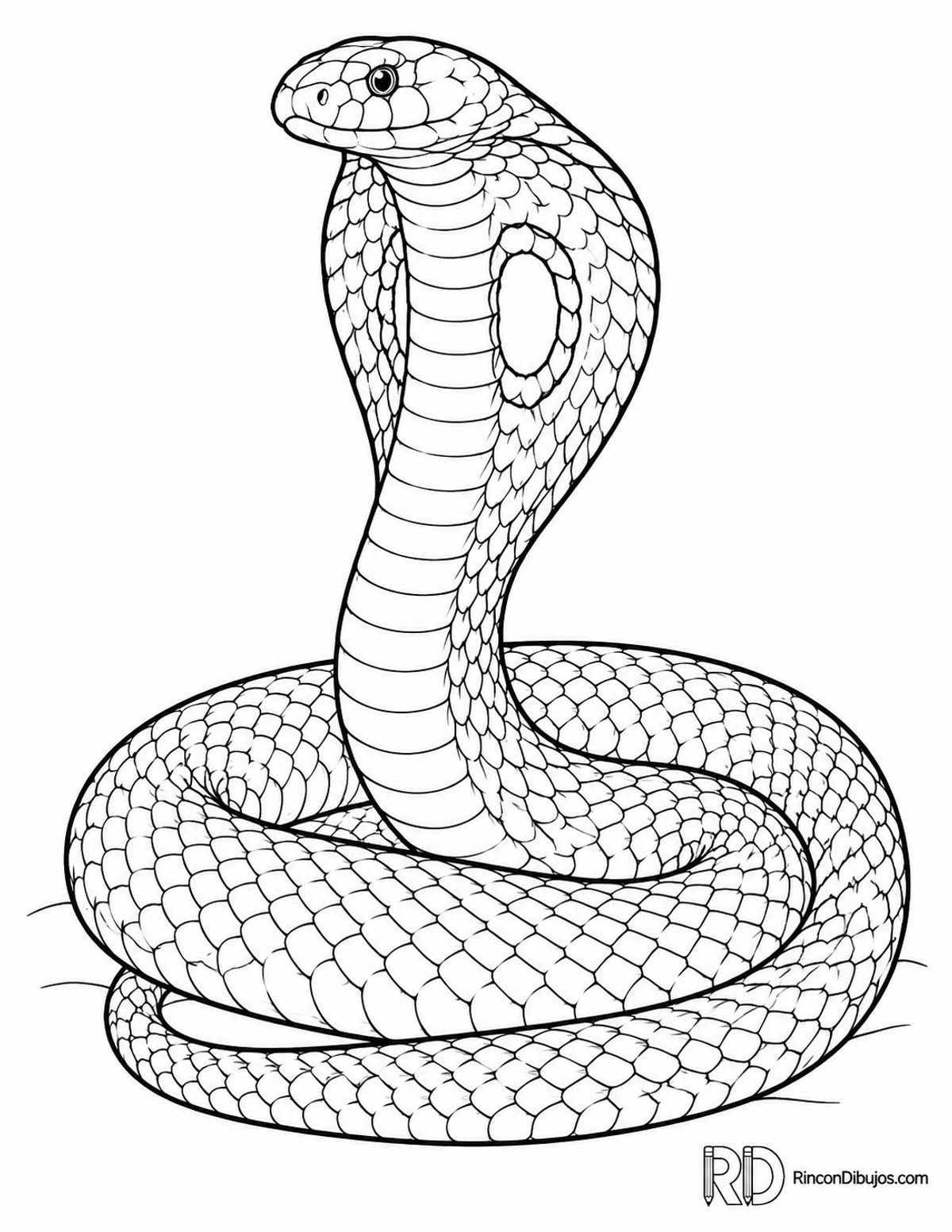 Dibujo de cobra monocelada enrollada para colorear Dibujo de cobra monocelada enrollada para colorear