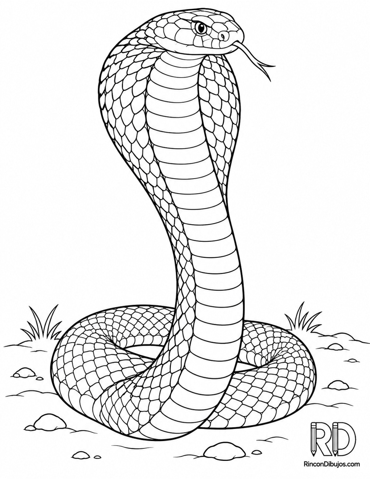 Dibujo de cobra real erguida para colorear