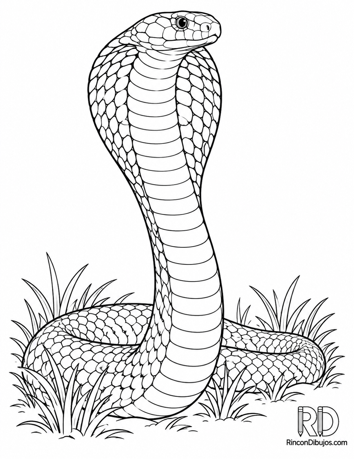Dibujo de cobra real erguida para colorear Dibujo de cobra real erguida para colorear
