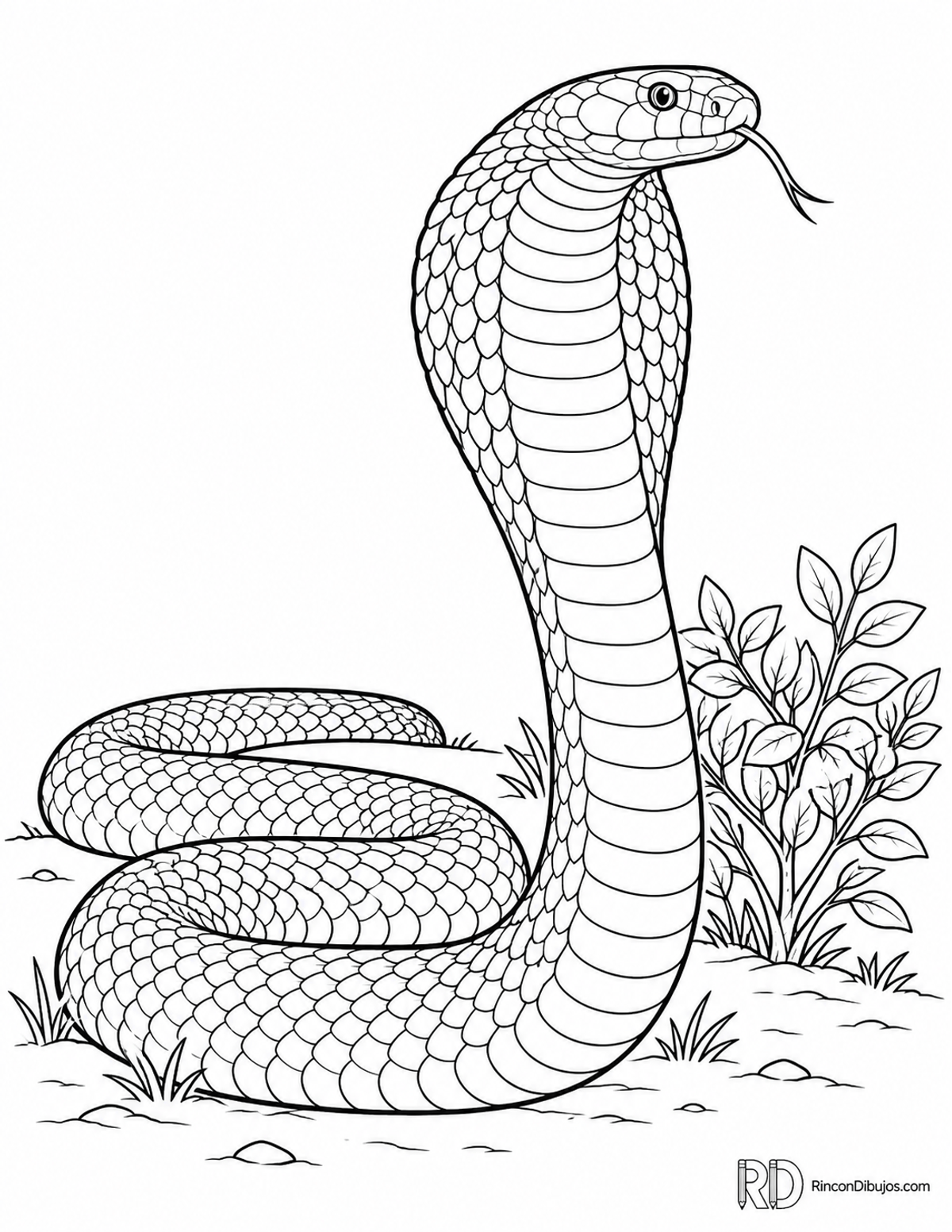 Dibujo de cobra real para colorear Dibujo de cobra real para colorear