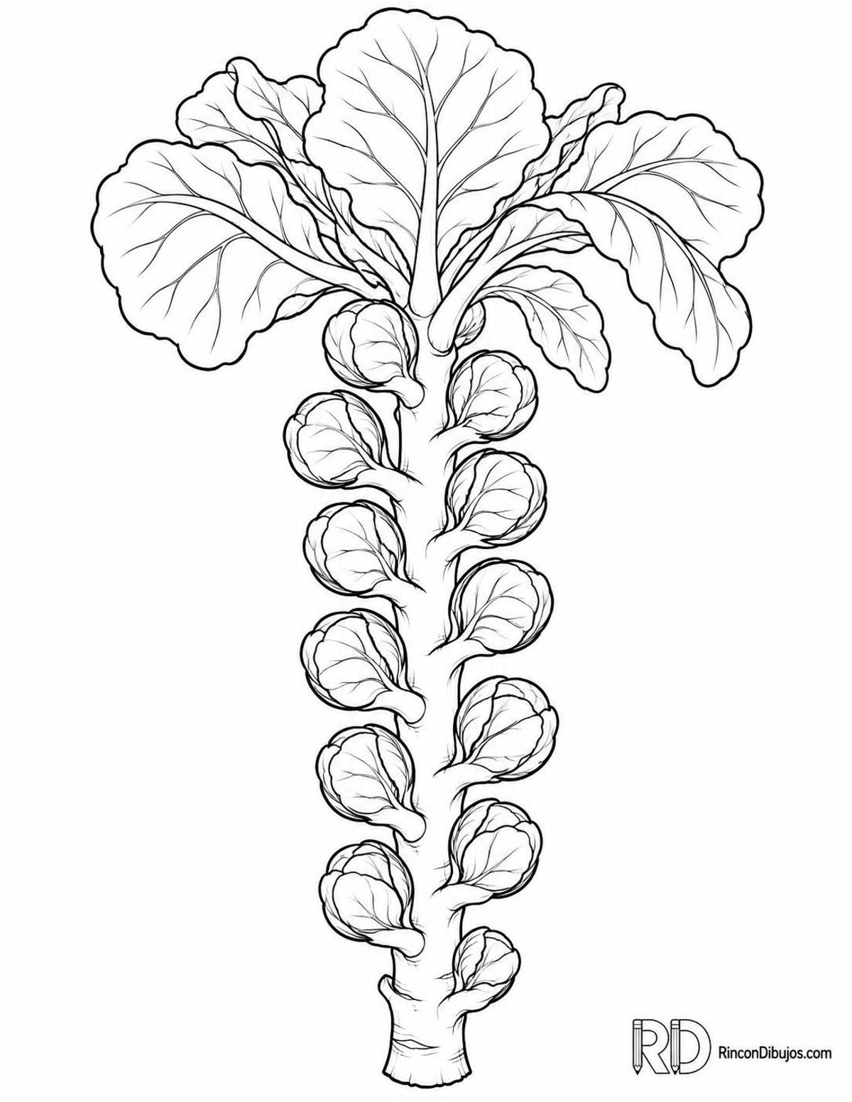 Dibujo de coles de Bruselas para colorear