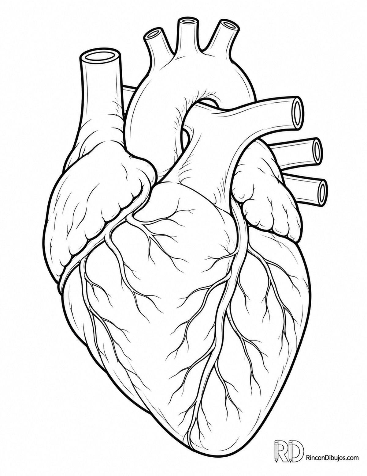 Dibujo de corazón anatómico aislado para colorear Dibujo de corazón anatómico aislado para colorear