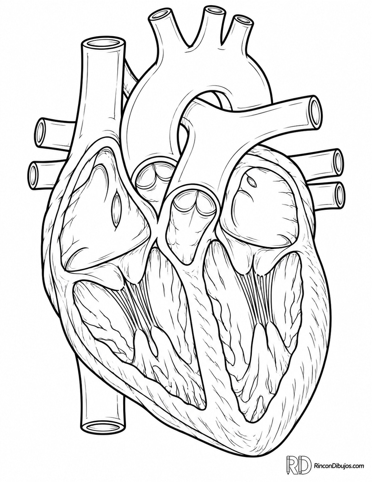 Dibujo de corazón anatómico facil para colorear Dibujo de corazón anatómico facil para colorear