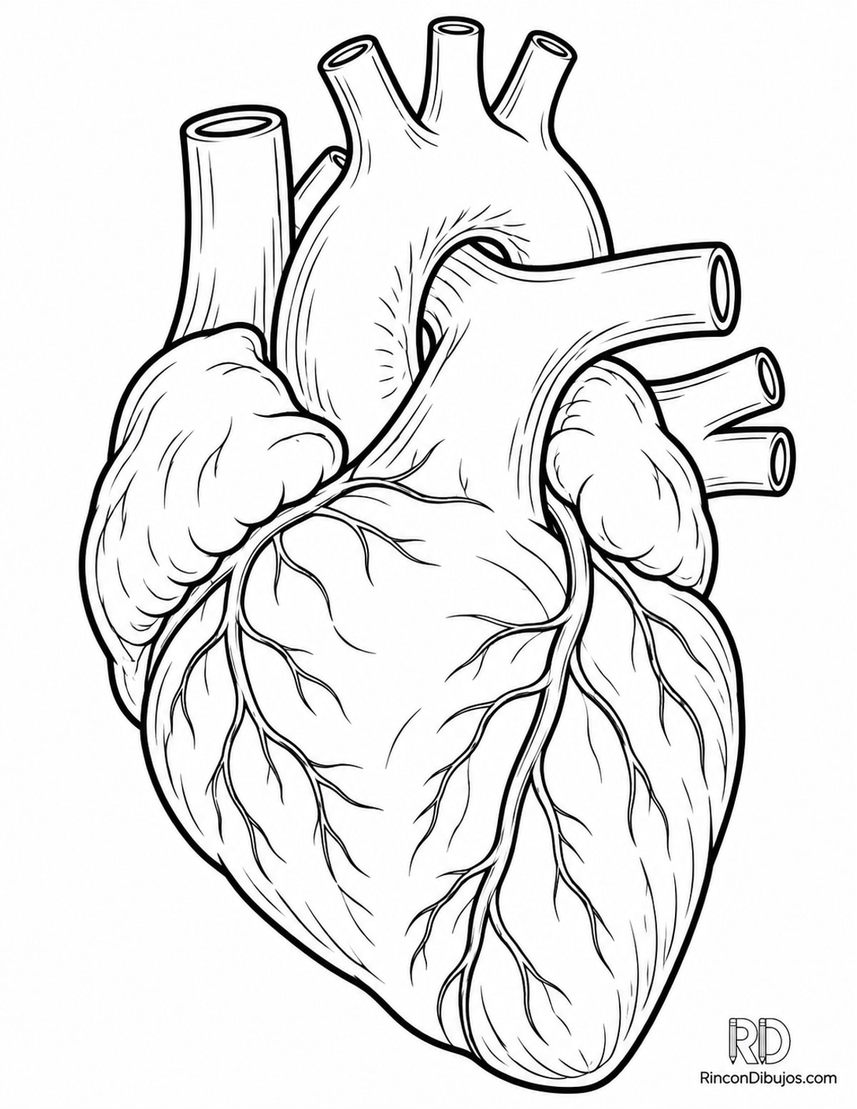 Dibujo de corazón anatómico inclinado para colorear Dibujo de corazón anatómico inclinado para colorear