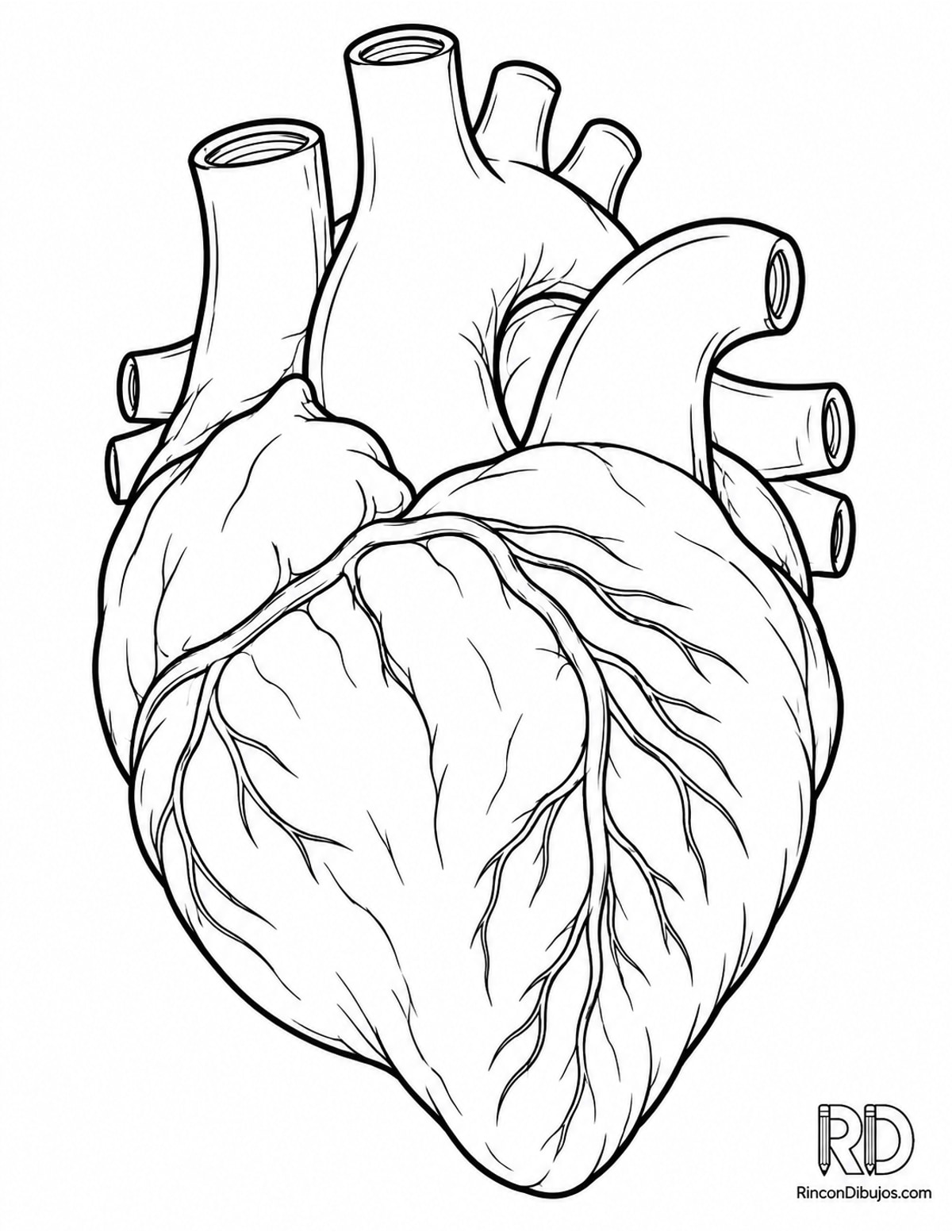 Dibujo de corazón anatómico inferior para colorear Dibujo de corazón anatómico inferior para colorear