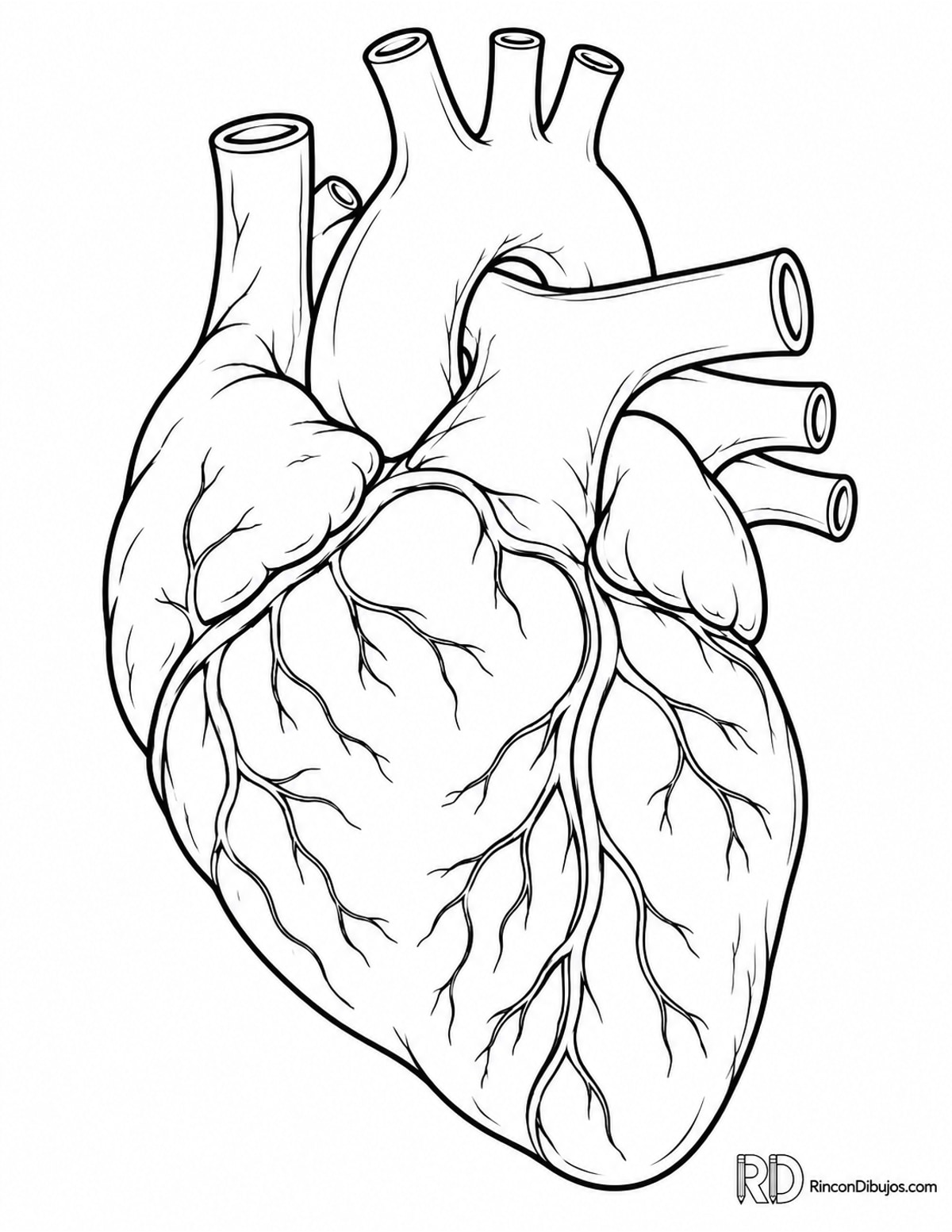 Dibujo de corazón anatómico para colorear para colorear Dibujo de corazón anatómico para colorear para colorear