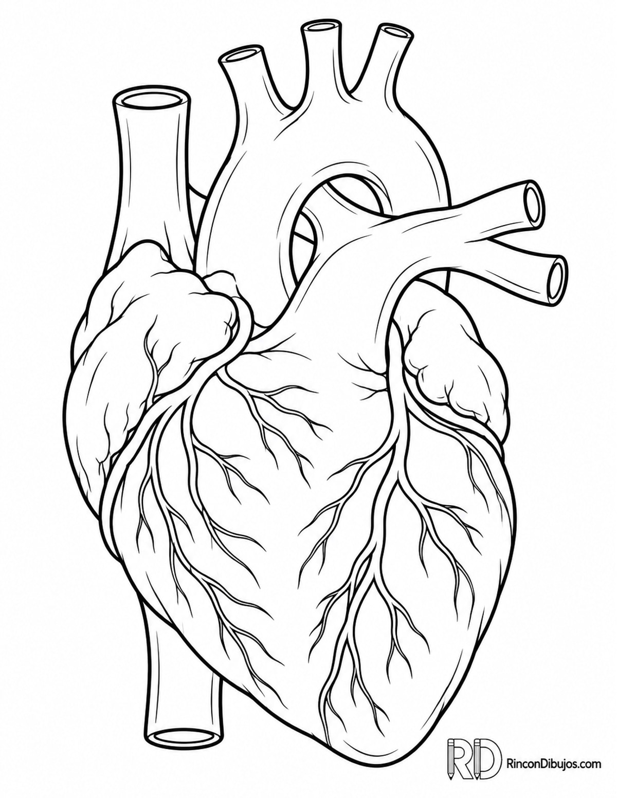 Dibujo de corazón anatómico para colorear Dibujo de corazón anatómico para colorear
