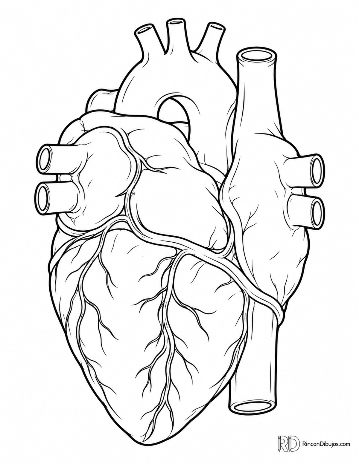 Dibujo de corazón anatómico posterior para colorear Dibujo de corazón anatómico posterior para colorear