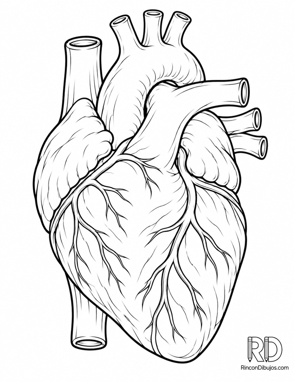 Dibujo de corazón anatómico realista para colorear Dibujo de corazón anatómico realista para colorear
