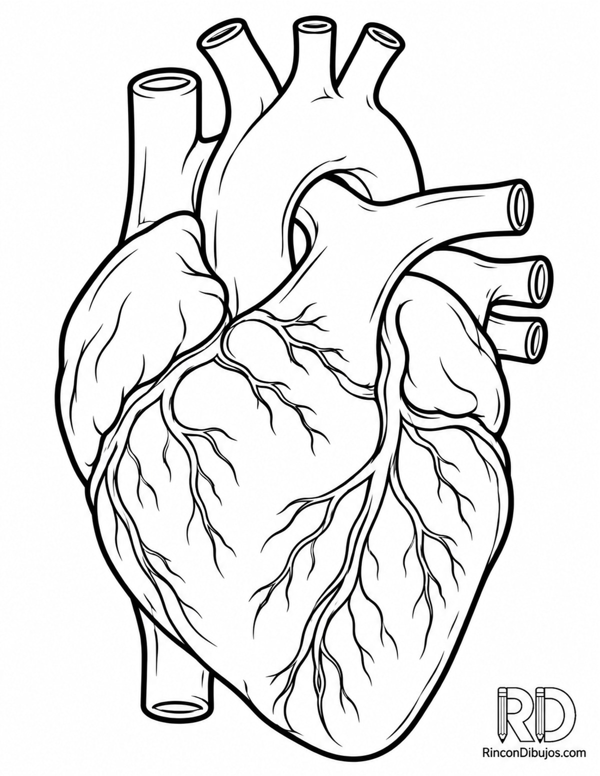 Dibujo de corazón anatómico semirrealista para colorear Dibujo de corazón anatómico semirrealista para colorear