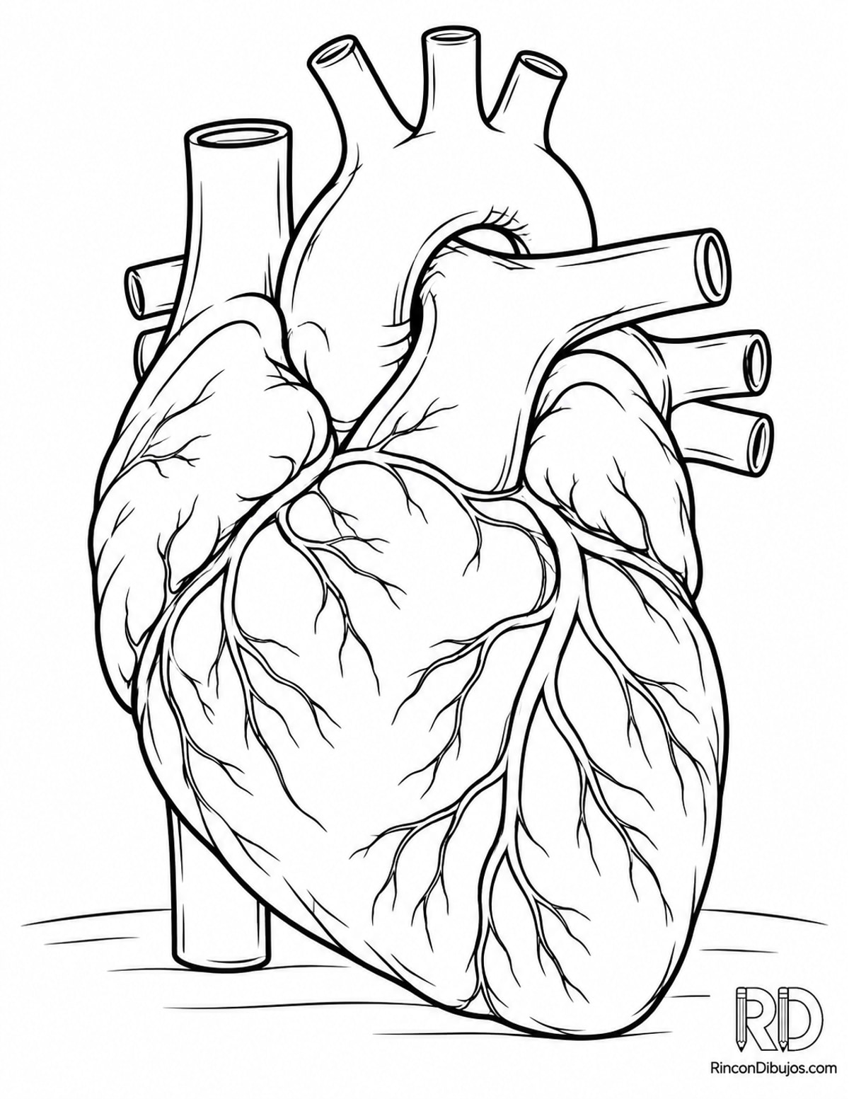 Dibujo de corazón anatómico sencillo para colorear Dibujo de corazón anatómico sencillo para colorear