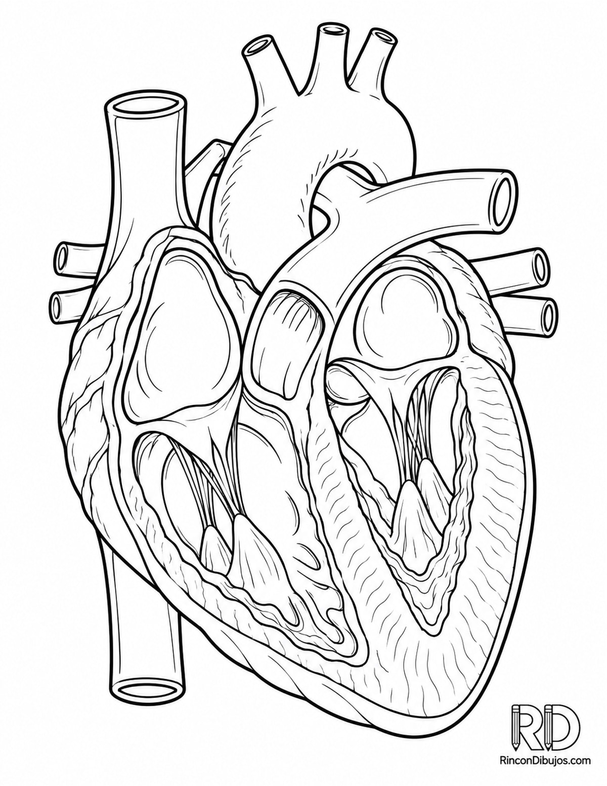 Dibujo de corazón anatómico simple para colorear Dibujo de corazón anatómico simple para colorear