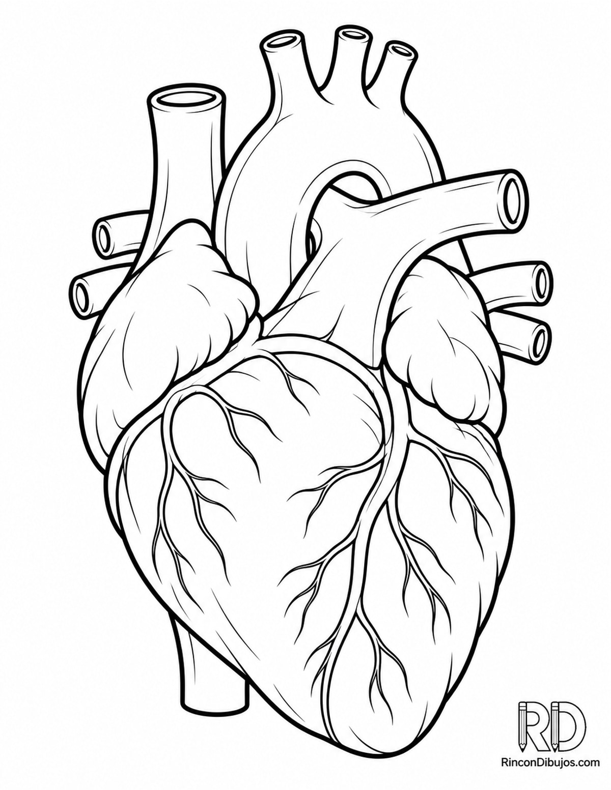 Dibujo de corazón anatómico tres para colorear Dibujo de corazón anatómico tres para colorear