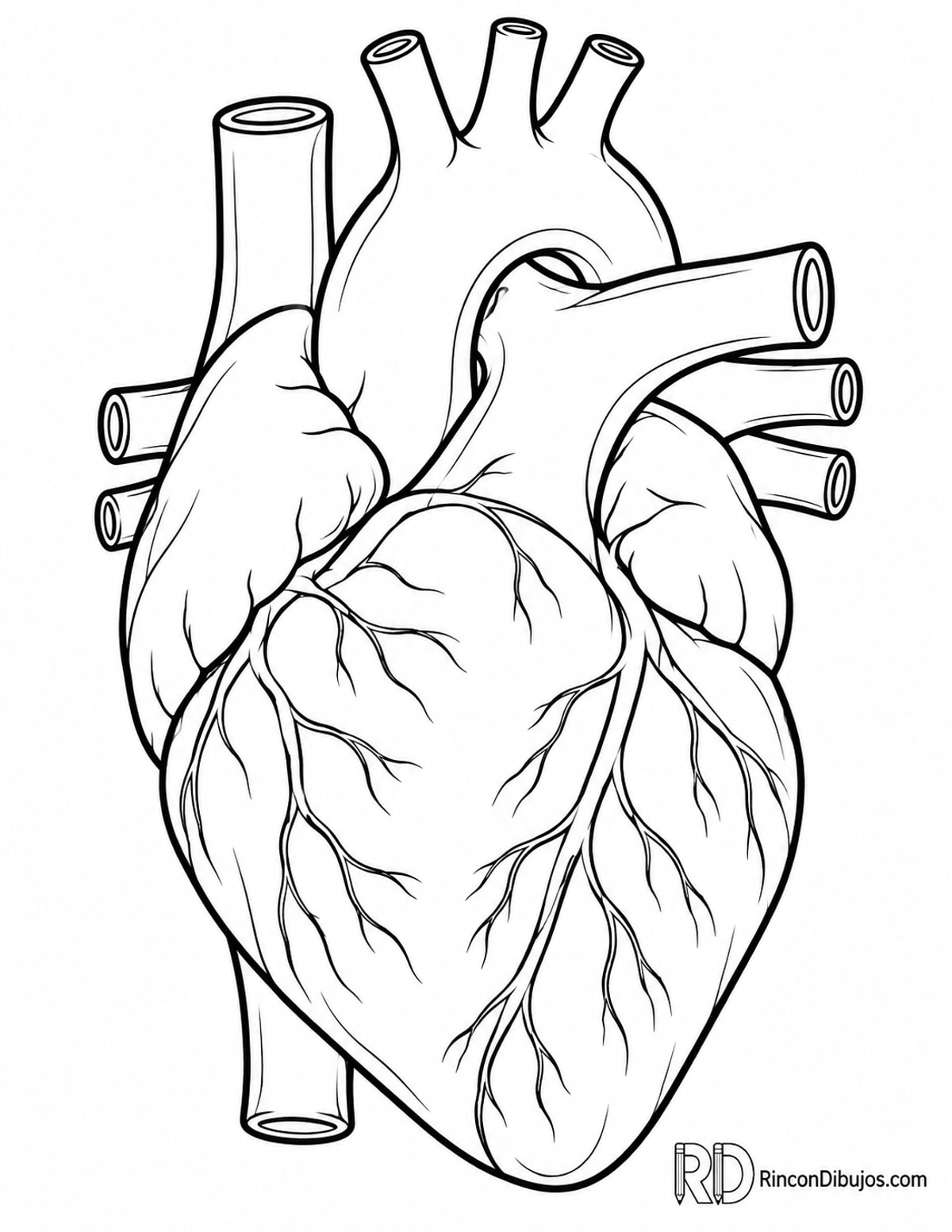 Dibujo de corazón anatómico vertical para colorear Dibujo de corazón anatómico vertical para colorear